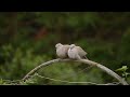 Eurasian Collared Doves