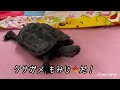 〇〇〇教？にハマった亀🐢#クサガメ#ニホンイシガメ