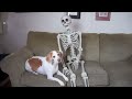 Halloween Prank: Skeleton Scares Dog