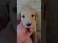 F1B GOLDENDOODLE PUPPY