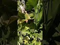 butterfly on cannas