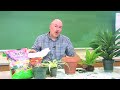 Repotting Houseplants