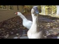 My geese happy to see me!