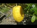 Ganito Pala Ang pag Marcotte || Growing marcotted lemon #gardening