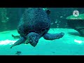 🔥ENJOY SEEING THE PRETTY TURTLES🐢 DISFRUTA VIENDO A LAS TORTUGAS BONITAS🐢  #damatv