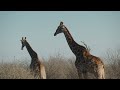 African Safari 4k: Serene Landscapes of the Savanna With Calming Music🦓🌅