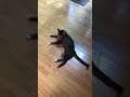My cat listens to footsteps