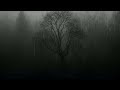 Rain Sounds over Misty Forest || Ambient Noise Helps Me Fall Asleep Faster - ASMR Rain One Hour