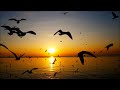 Leftis / Following seagulls / Original Song