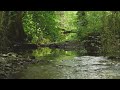 RELAXING BIRDSONG BY THE FOREST CREEK, NIGHTINGALE WITH BLACKBIRD IN THE BACKGROUND, NATURAL