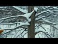 Toy poodles running around in the snowy country of Japan