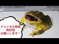 カエルに色んな餌を順番にあげた結果…かわいすぎた…