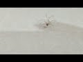 Video of a spider