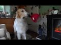 Borzoi has so much fun