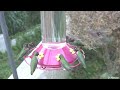 Hummingbirds Just Before Sunset (in HD)