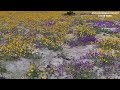 Above San Diego | Anza-Borrego Desert wildflowers