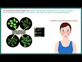 Antinuclear Antibodies (ANA) test and their patterns | ANA test | What does ANA test positive mean?