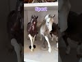 My favorite Breyer mold for each breed type!🥳
