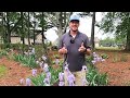Iris | How to Divide, Plant, Fertilize, and Prune