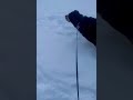 Do your Dog Love the Snow Too..💀 #dog #viralvideo