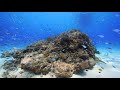 世界が恋する海。慶良間諸島 渡嘉敷島でダイビング HD動画 ScubaDiving in Tokashiki Island, Okinawa