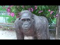 Επίσκεψη στο Αττικό Ζωολογικό Πάρκο | Attica Zoological Park