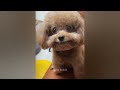 Funny ANIMALS videos 2024😻New Funny Cats and Dogs Videos🐶