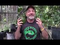 How Do Farmers Grow Avocado Trees?