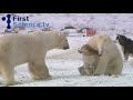 Polar bears and dogs playing