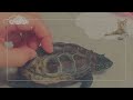 【密着】猫推しスケボー亀の1日【A close look at a day in the life of a skateboarding turtle who loves cats】