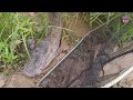 Fishing for betta fish, catfish, carp, ornamental fish, lobster, duck, rabbit, bird, turtle.part409