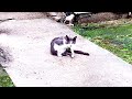 Cats Are So Sweet Together at the Door! |Cat Drinks Rain Water #catlover #nature #viral #viralvideo