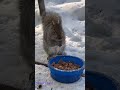 Cute faces at the blue bowl. 😊🐿