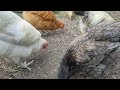 Steps in Chicken Farming