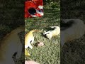 4 pretty kittens playing like crazy!!(2)