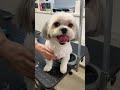 Havanese dog face trim (vertical video)