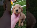 First time outside for these sweet Goldendoodle puppies.