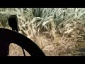 16 Row Geringhoff corn head on CLAAS LEXION 595R! 2017 Harvest