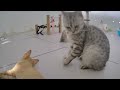 Funny Dog And Cat Videos 🐕 Best Funny Cats Videos 🤣