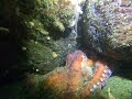 Giant Pacific Octopus trying to decide whether or not to touch the gopro.