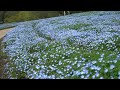 NEMOPHILA FLOWERS AT SHINRIN PARK SAITAMA JAPAN