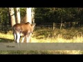 Bialowieza Bison Show Reserve - Bialowieski Park Narodowy