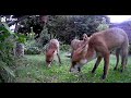 Foxes Feeding in my garden Part 2