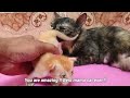 Try to save life of newborn abandoned kittens | Adopted and nursed by Foster Cat Luna