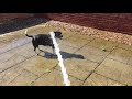 Doggy Bella gets hot and cools off with a hose