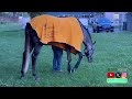 Preakness Winner Seize the Grey Records Only Pre-Belmont Breeze at Churchill Downs