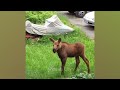 Funniest Animals 2024 😂 Best Funny Cats and Dogs 😻🐶 Part 12 | Cute Baby Dogs