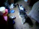 Kittens vs Cat