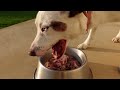 Full Day of Eating After 5 Years On The Carnivore Diet - Me & My Dog