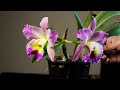 আপনার নতুন কেনা অর্কিড কি রিপোট করা উচিত?  /Should You Repot Your Newly Purchased Orchid?